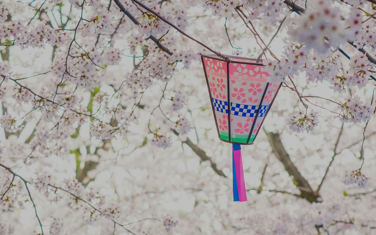 Primavera