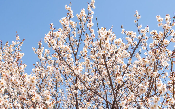 Fioritura ciliegi in Corea del Sud: viaggio di gruppo.